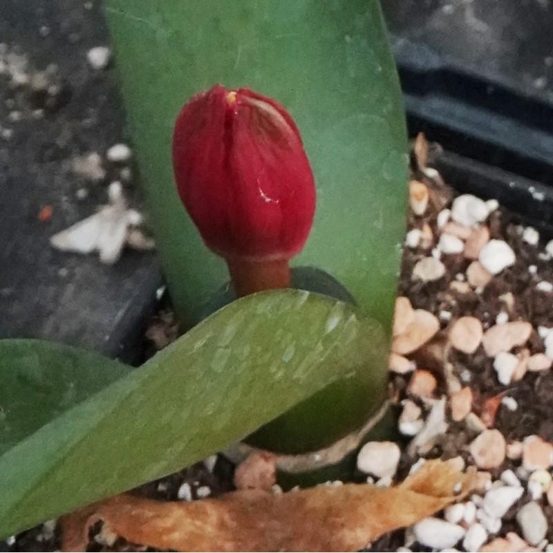 Haemanthus AlCo 'Zaira'