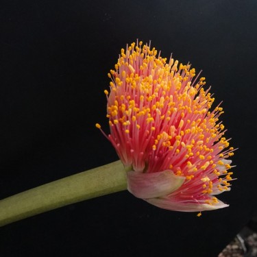 Haemanthus AlCo 'Aya'