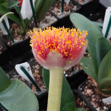 Haemanthus AlCo 'Aya'