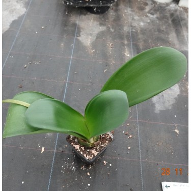 Haemanthus AlCo 'Aya'