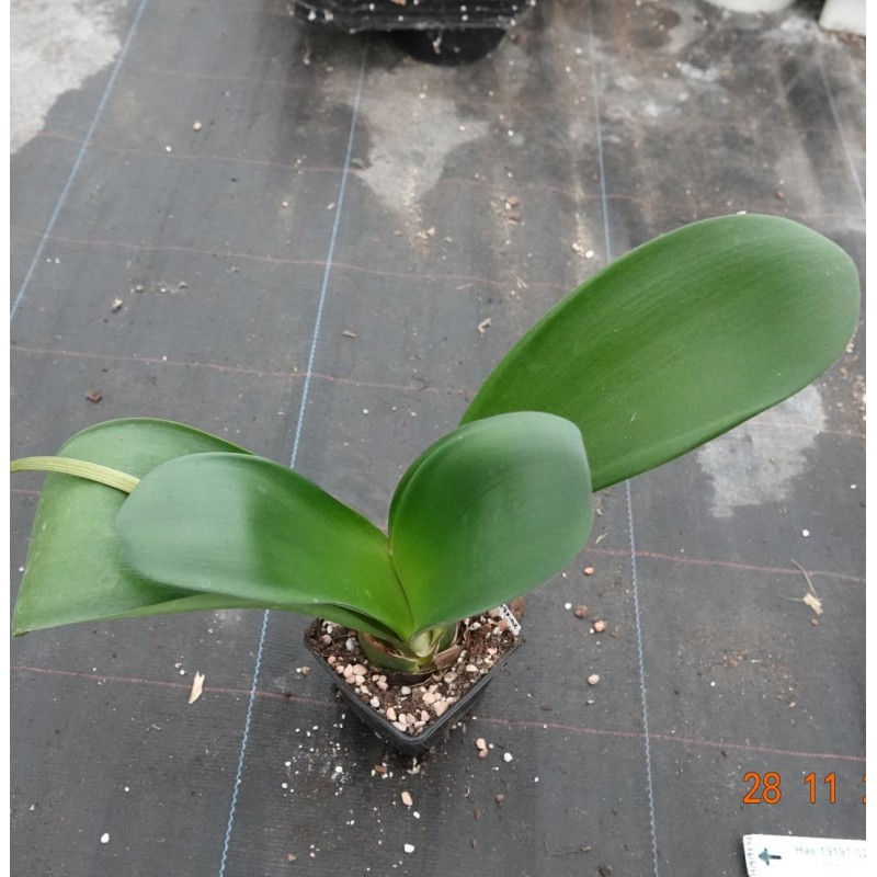 Haemanthus AlCo 'Aya'