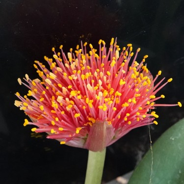 Haemanthus AlCo 'Chloe'