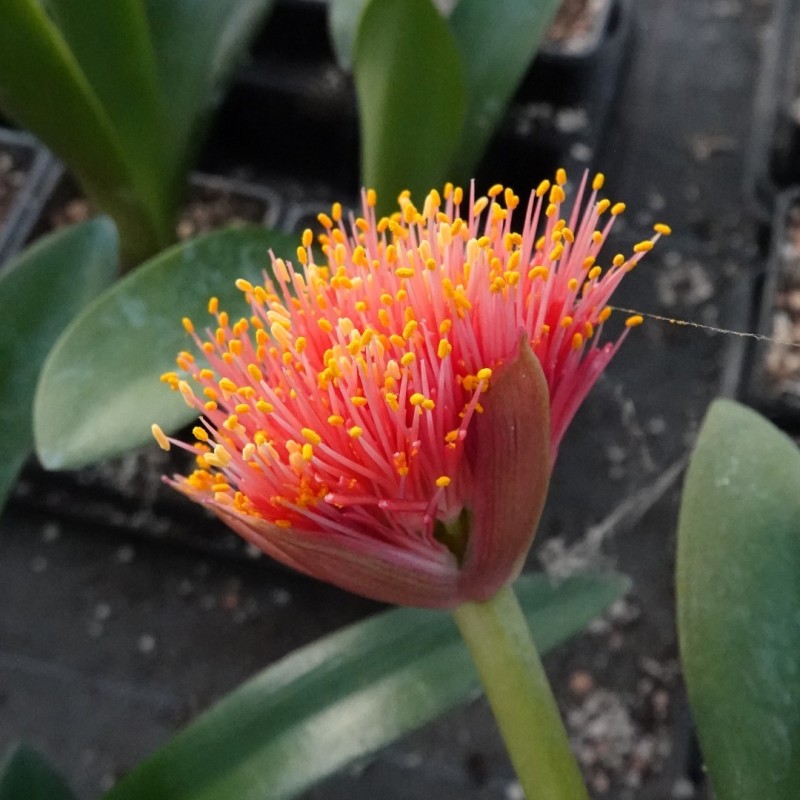 Haemanthus AlCo 'Chloe'