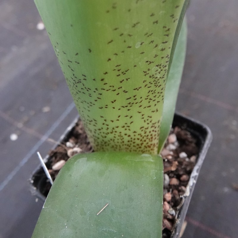 Haemanthus AlCo 'Chloe'