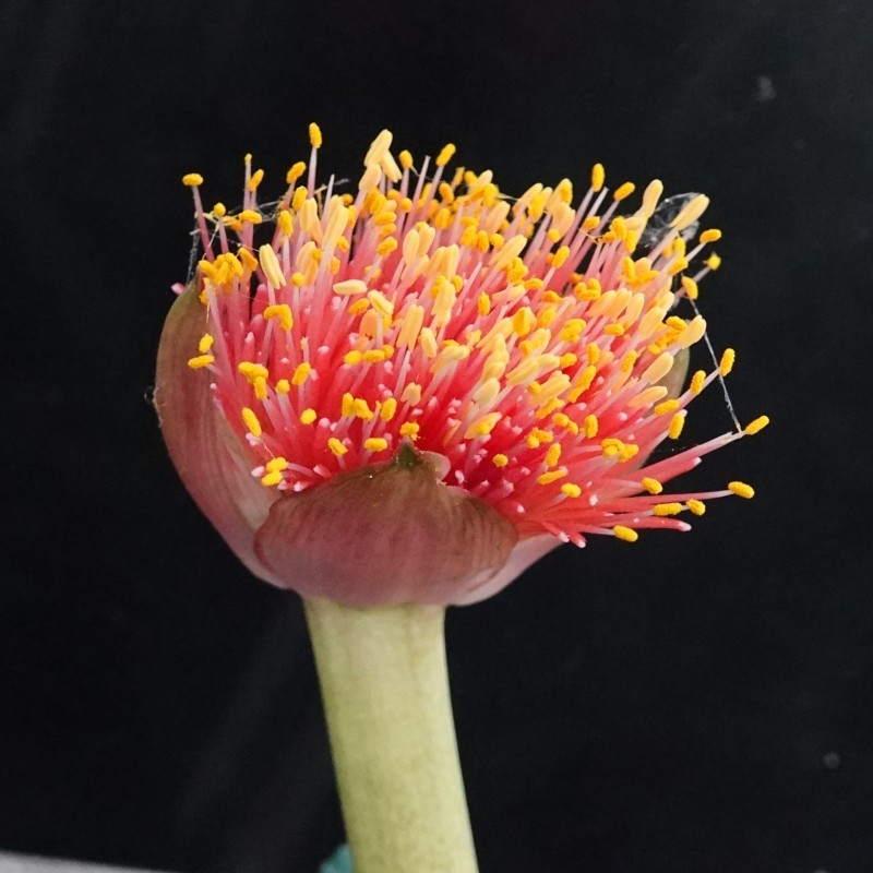 Haemanthus AlCo 'Bonita'