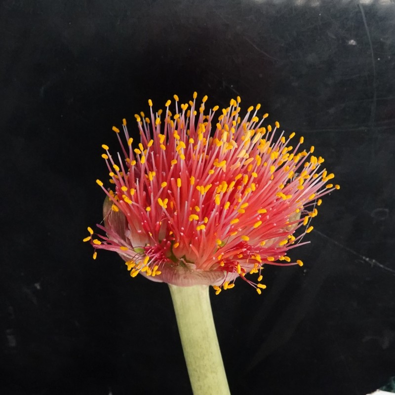 Haemanthus AlCo 'Bonita'