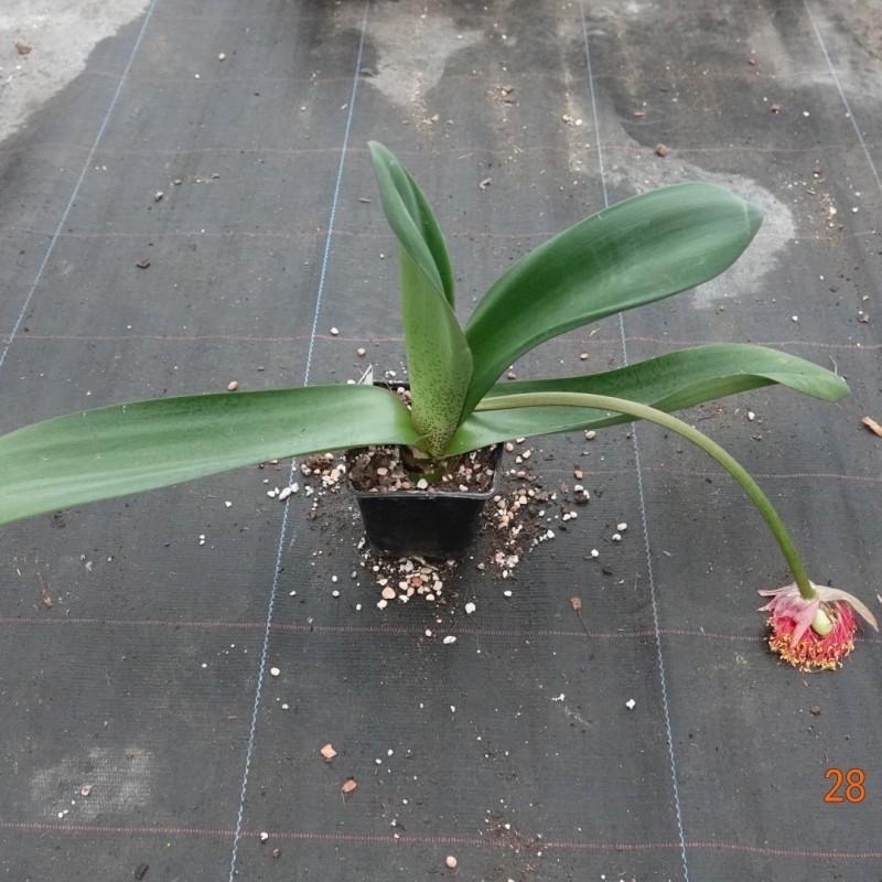 Haemanthus AlCo 'Bonita'