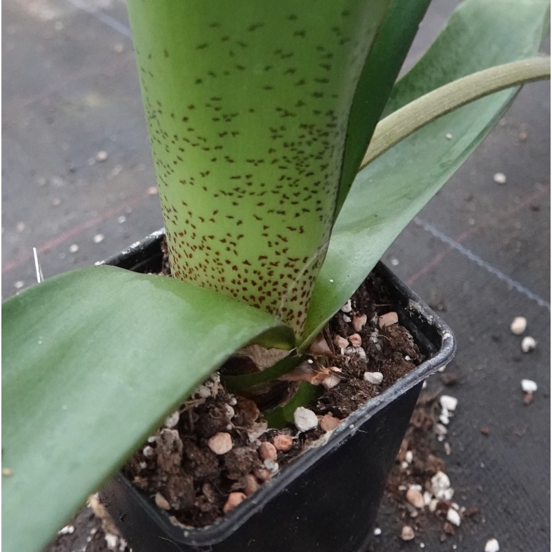 Haemanthus AlCo 'Bonita'