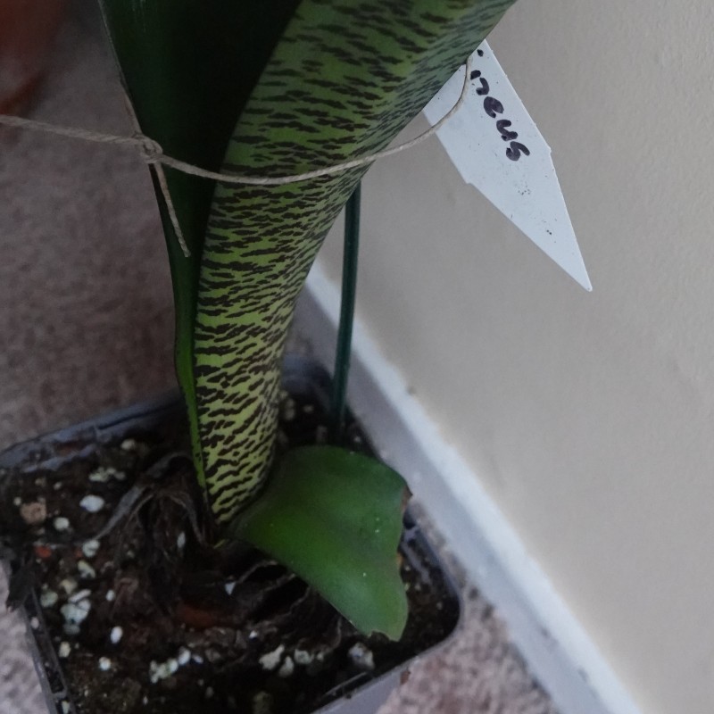 Haemanthus coccineus -pot 9 cm-