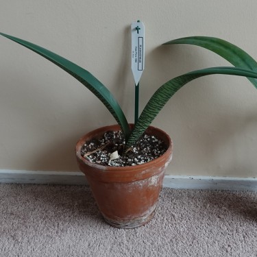 Haemanthus coccineus -pot 17 cm-