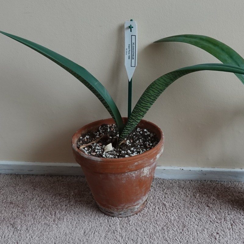 Haemanthus coccineus -pot 17 cm-