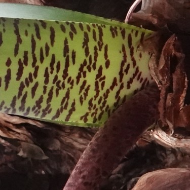 Haemanthus coccineus -pot 17 cm-