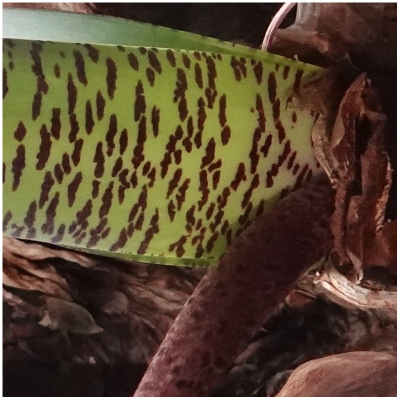 Haemanthus coccineus -pot 17 cm-