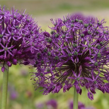 Allium altissimum