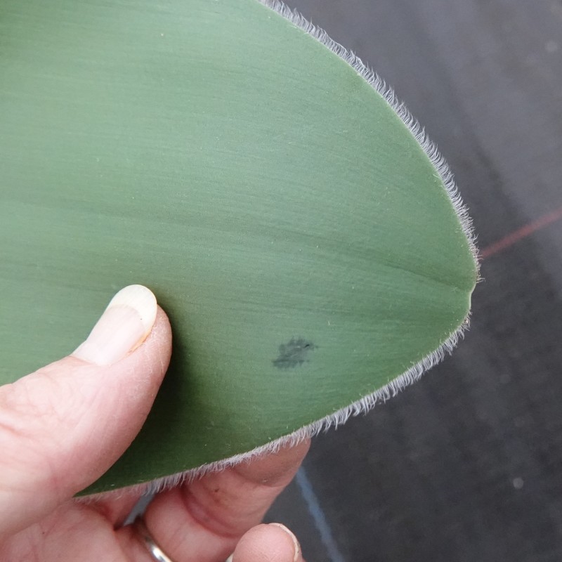 Haemanthus humilis 'Giant'