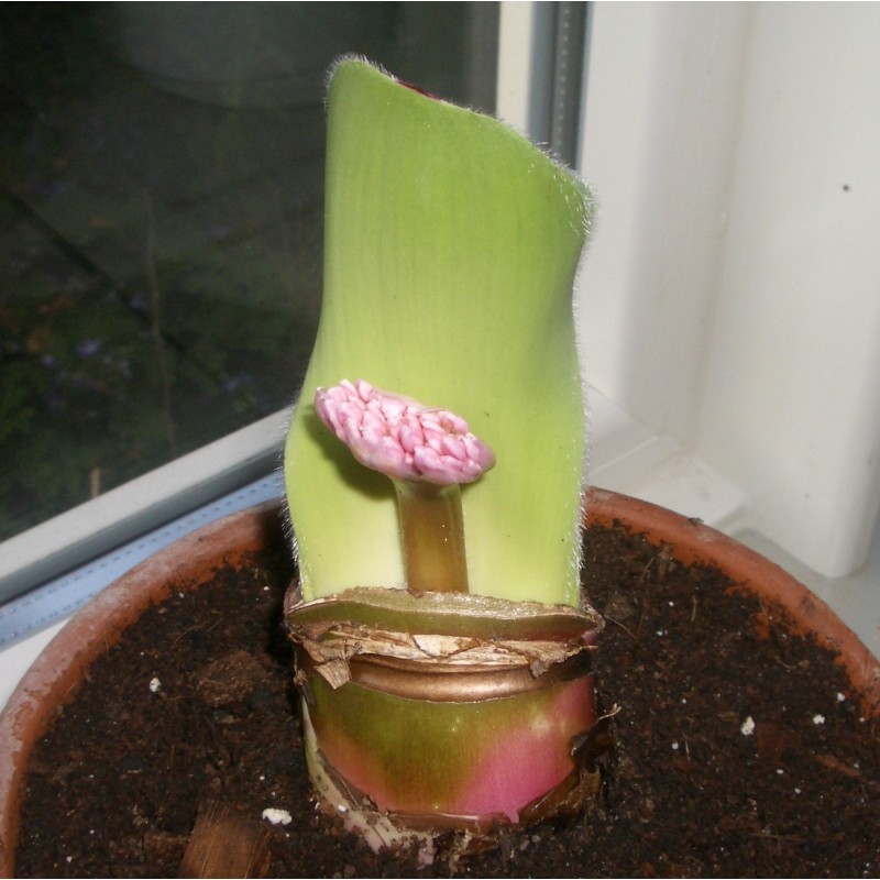 Haemanthus humilis 'Giant'