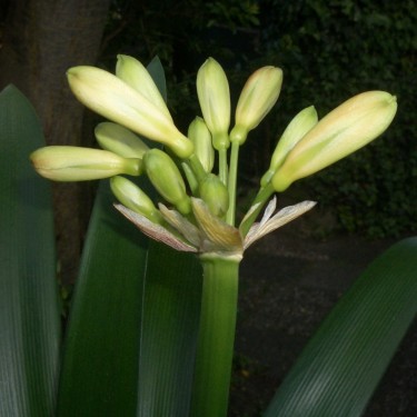 Clivia -interspecifieke kruising- '4Tissimo'