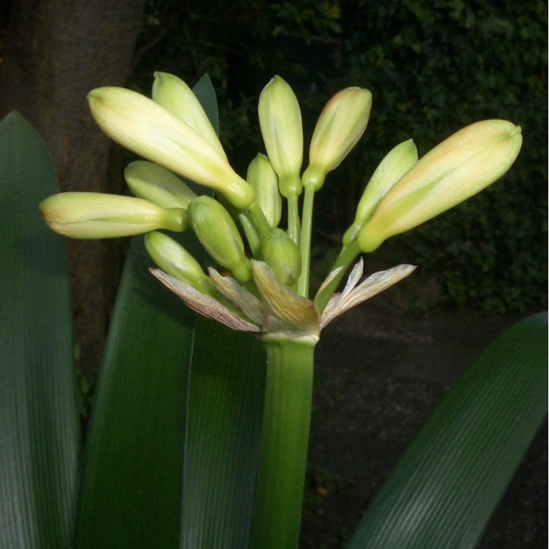 Clivia -interspecifieke kruising- '4Tissimo'