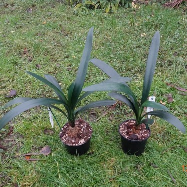 Clivia -interspecifieke kruising- '4Tissimo'
