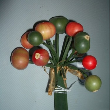 Clivia -interspecifieke kruising- '4Tissimo'