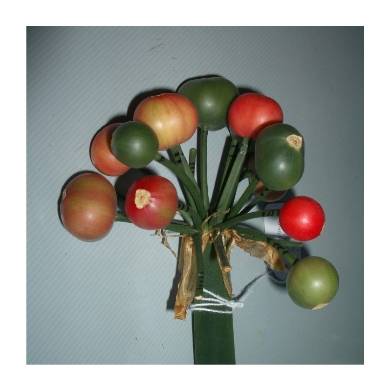 Clivia -interspecifieke kruising- '4Tissimo'