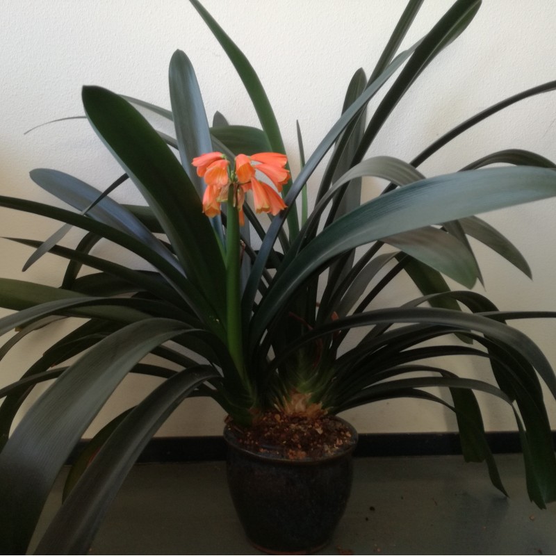 Clivia -interspecifieke kruising- '4Tissimo'