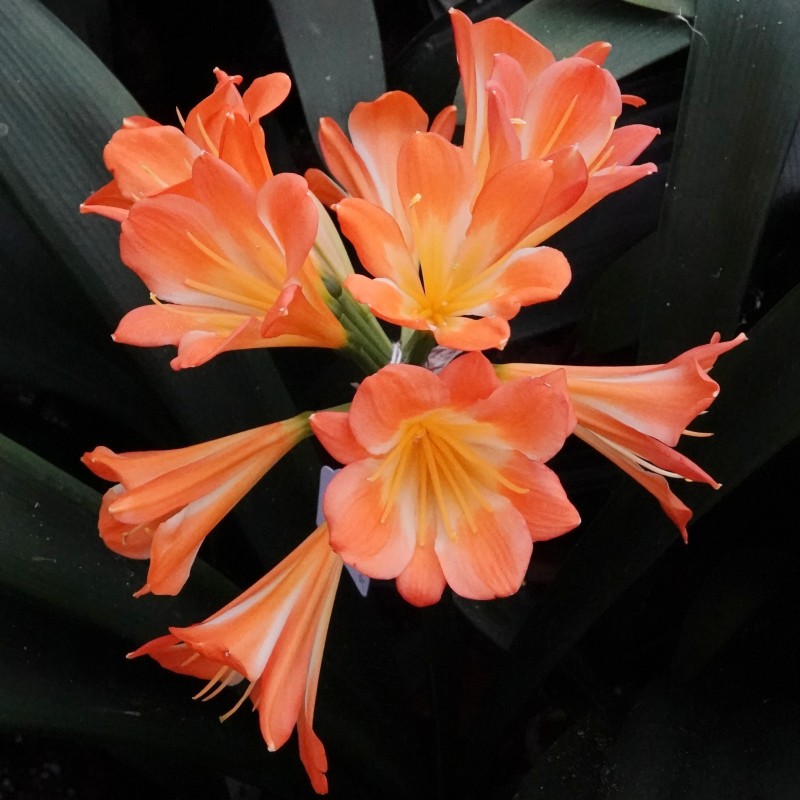 Clivia -interspecifieke kruising 04025-36-