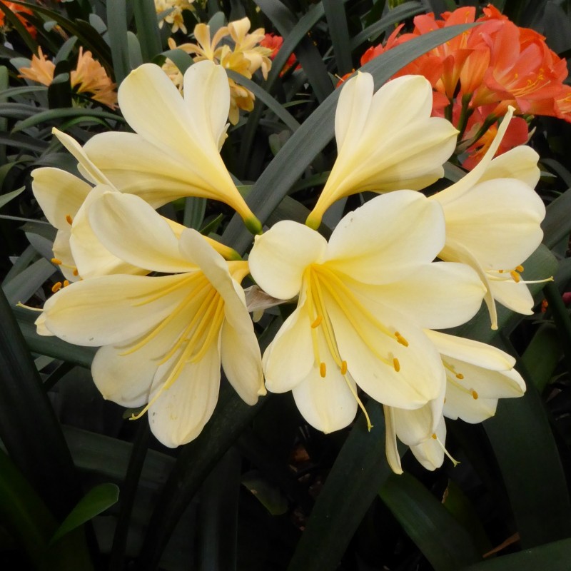 Clivia miniata -07012-22- Clivia miniata -07012-22-
