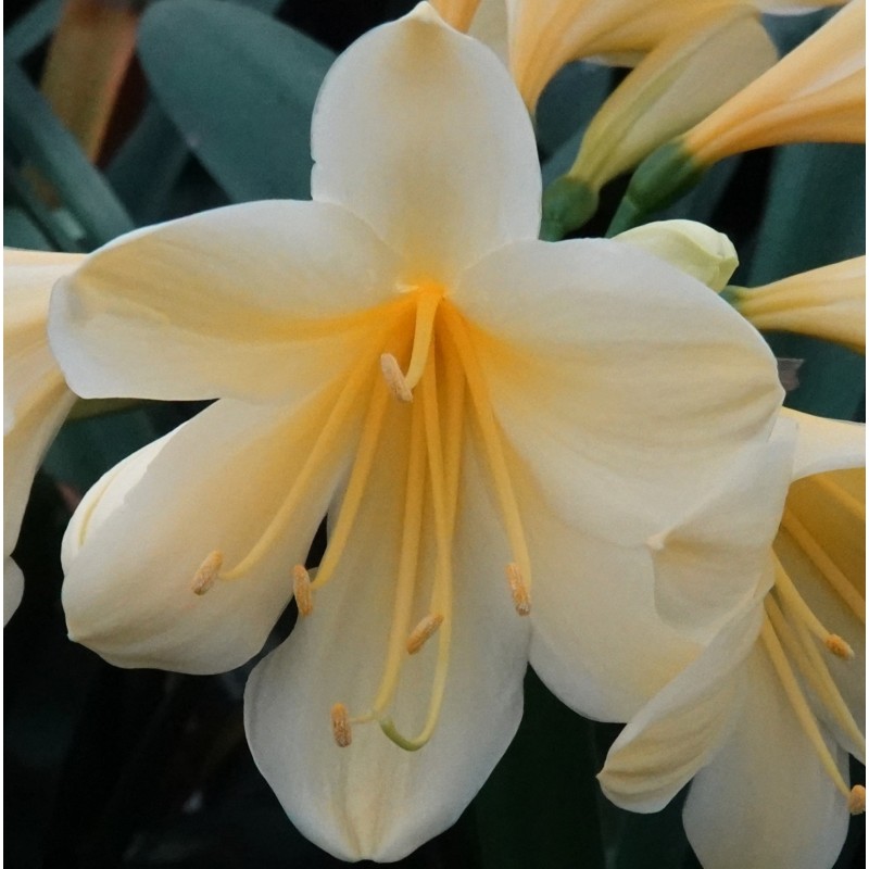 Clivia miniata -07012-22- Clivia miniata -07012-22-