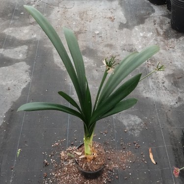 Clivia miniata -07012-22- Clivia miniata -07012-22-