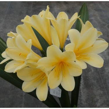 Clivia miniata -variegated 08013-06-
