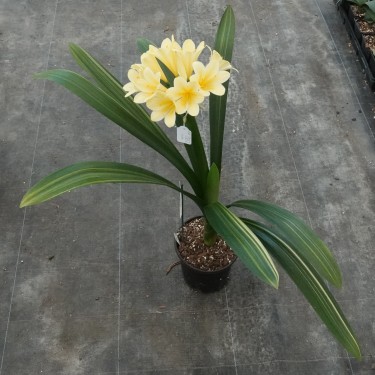 Clivia miniata -variegated 08013-06-
