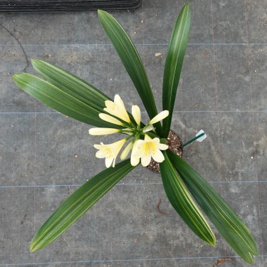 Clivia miniata -variegated 08013-06-