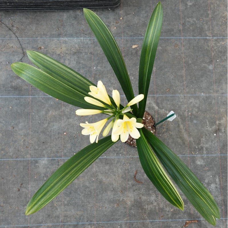 Clivia miniata -variegated 08013-06-