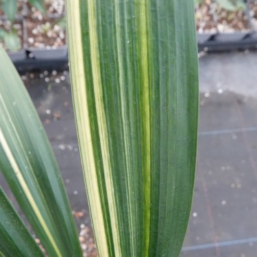 Clivia miniata -variegated 08013-06-