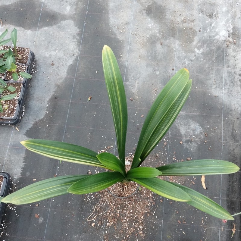 Clivia miniata -variegated 08013-06-