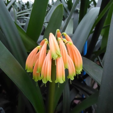 Clivia -interspecifieke kruising 08051-01-