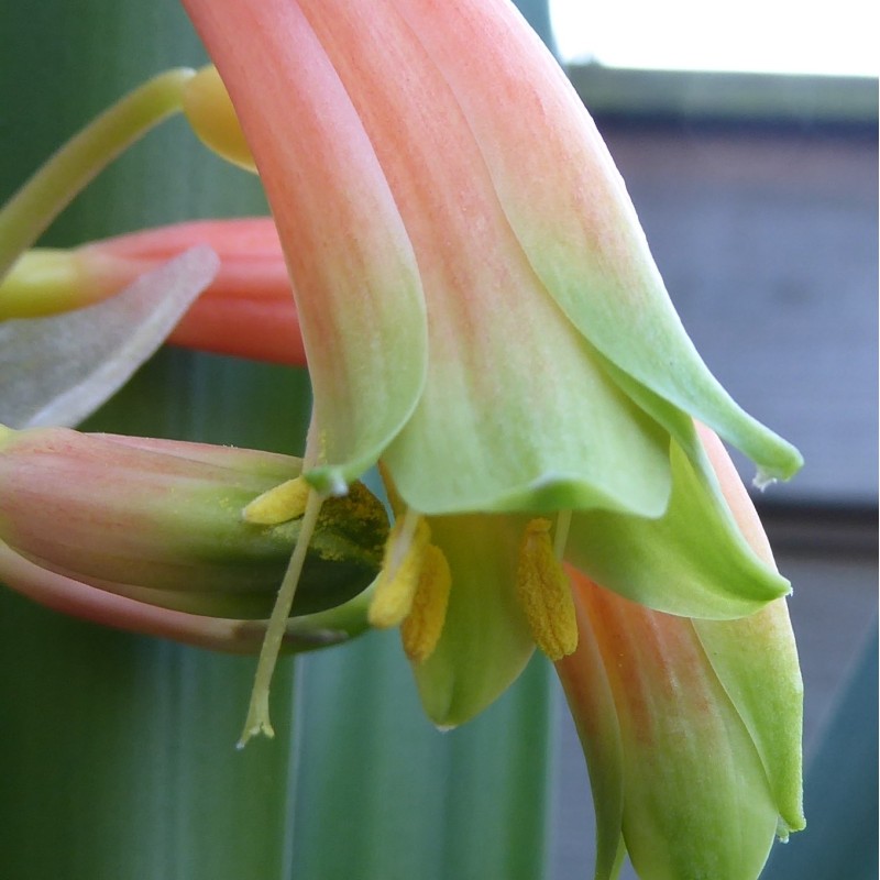 Clivia -interspecifieke kruising 08051-01-