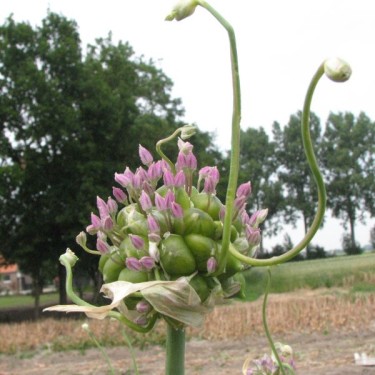 Allium ampeloprasum var. babingtonii Allium ampeloprasum var. babingtonii
