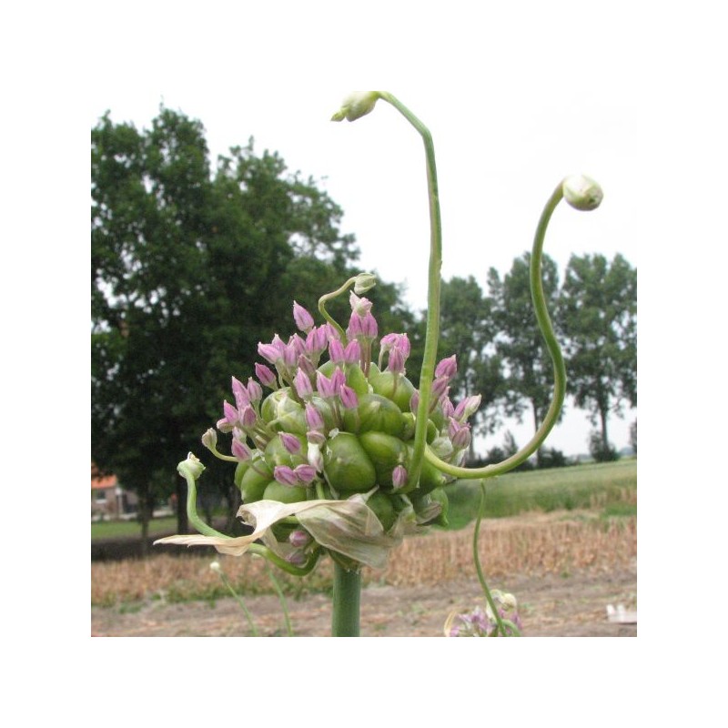 Allium ampeloprasum var. babingtonii Allium ampeloprasum var. babingtonii