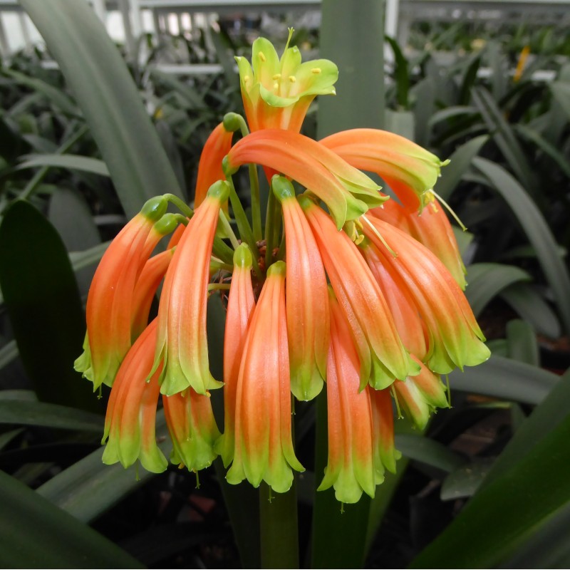 Clivia -interspecifieke kruising 08051-02-