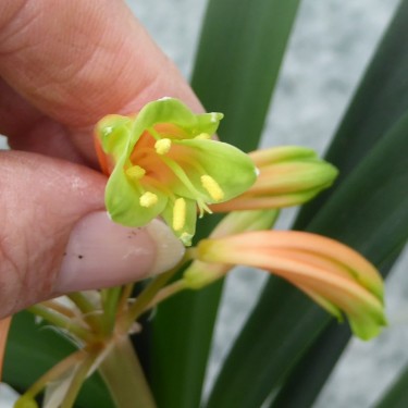 Clivia -interspecifieke kruising 08051-02-