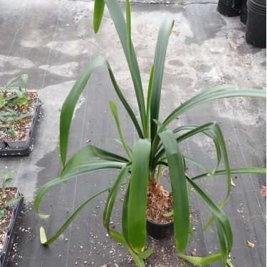 Clivia -interspecifieke kruising 08051-02-