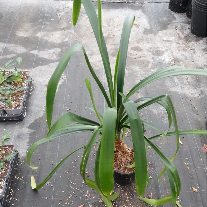 Clivia -interspecifieke kruising 08051-02-