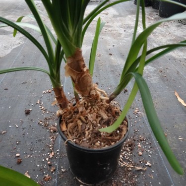 Clivia -interspecifieke kruising 08051-02-