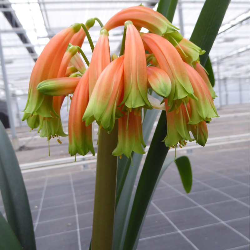 Clivia -interspecifieke kruising 08051-02-