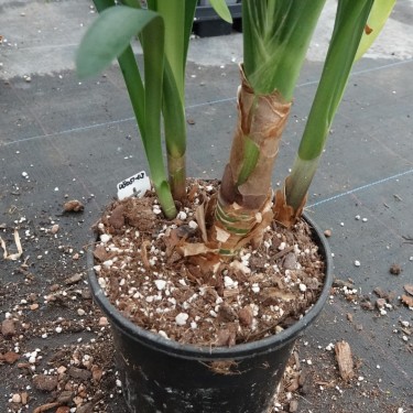 Clivia -interspecifieke kruising 08051-03-