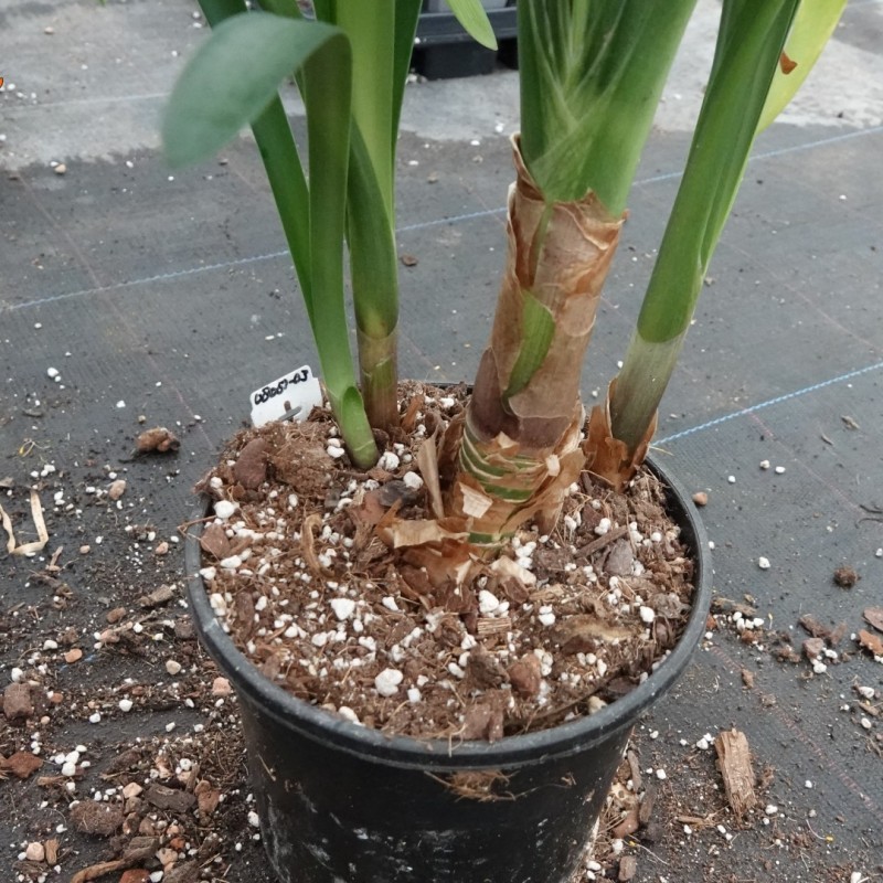 Clivia -interspecifieke kruising 08051-03-