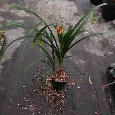 Clivia -interspecifieke kruising 08051-03-