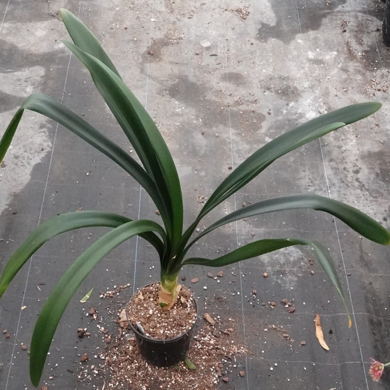 Clivia -interspecifieke kruising 10009-02-